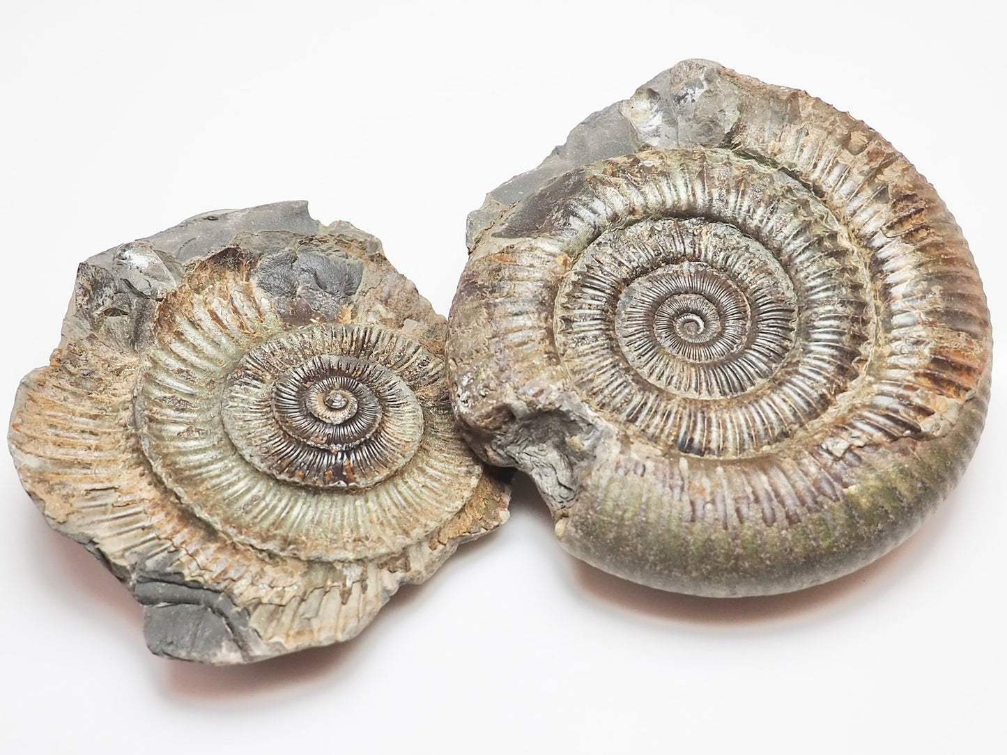 Dactylioceras Ammonite Fossil Split Pair – Yorkshire Coast – Lower Jurassic