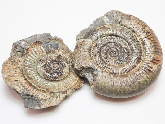 Dactylioceras Ammonite Fossil Split Pair – Yorkshire Coast – Lower Jurassic