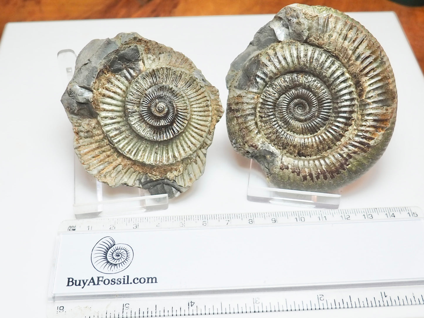 Dactylioceras Ammonite Fossil Split Pair – Yorkshire Coast – Lower Jurassic