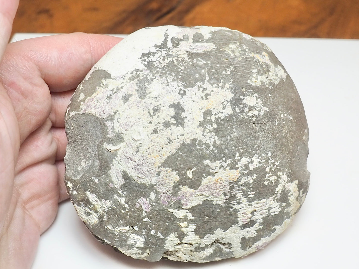 Dactylioceras tenuicostatum Ammonite Fossil Split Pair – Yorkshire Coast – Lower Jurassic