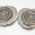 Dactylioceras tenuicostatum Ammonite Fossil Split Pair – Yorkshire Coast – Lower Jurassic