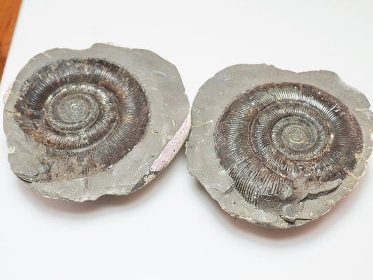 Dactylioceras tenuicostatum Ammonite Fossil Split Pair – Yorkshire Coast – Lower Jurassic