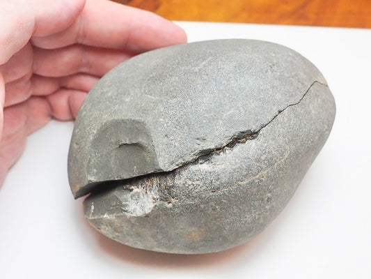 Dactylioceras Ammonite Fossil Split Pair – Whitby – Lower Jurassic
