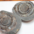 Dactylioceras Ammonite Fossil Split Pair – Whitby – Lower Jurassic