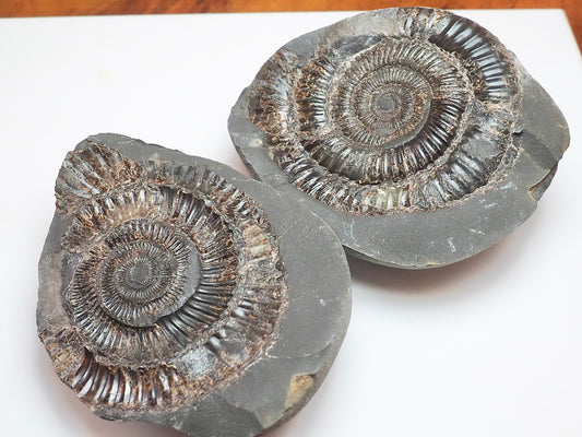 Dactylioceras Ammonite Fossil Split Pair – Whitby – Lower Jurassic
