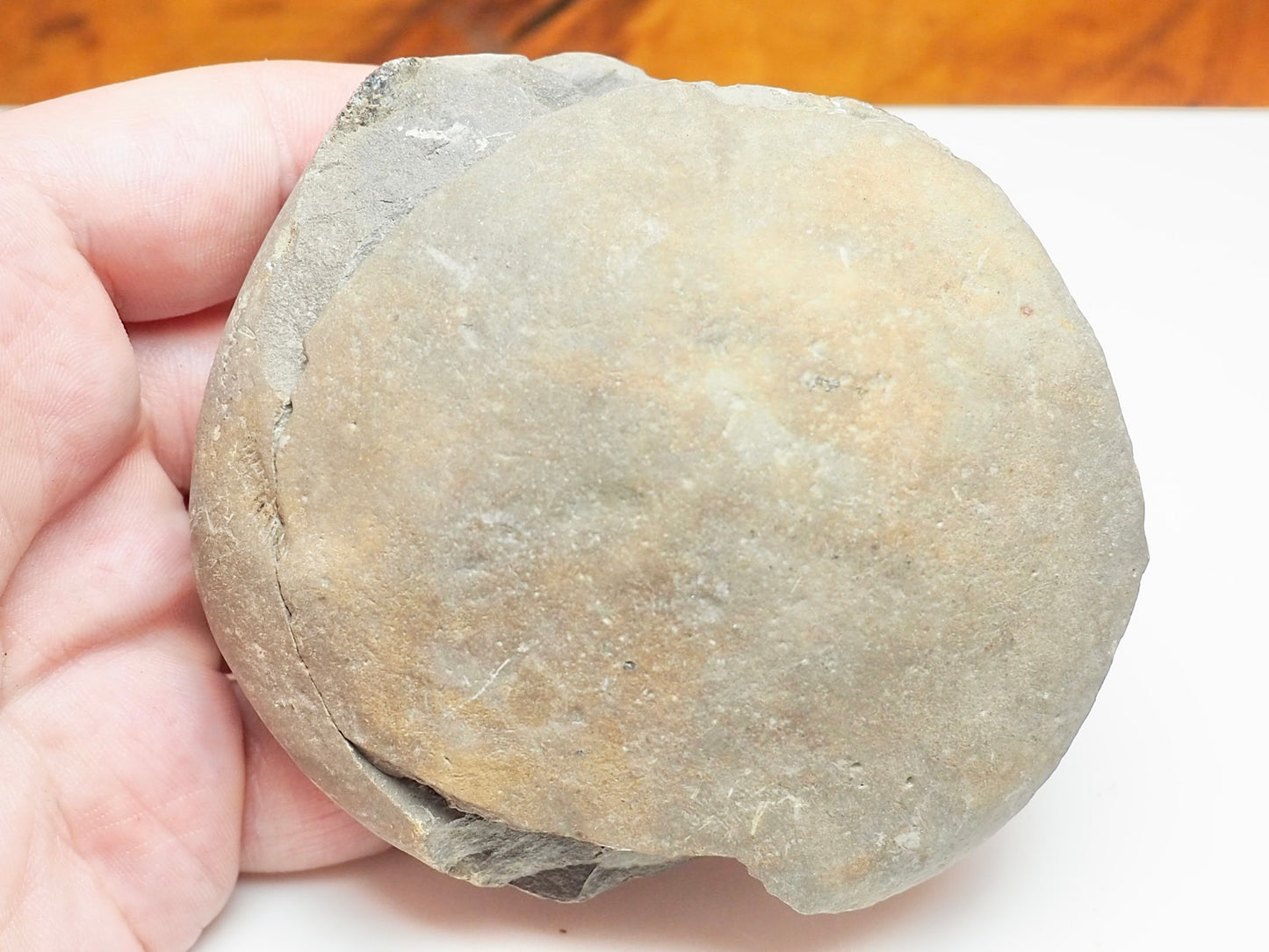 Dactylioceras tenuicostatum Ammonite Fossil Split Pair – Whitby Yorkshire Coast – Jurassic