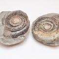 Dactylioceras tenuicostatum Ammonite Fossil Split Pair – Whitby Yorkshire Coast – Jurassic