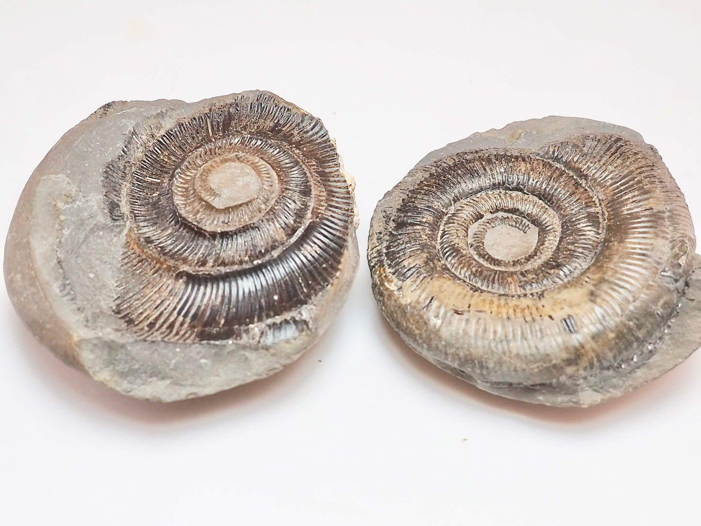 Dactylioceras tenuicostatum Ammonite Fossil Split Pair – Whitby Yorkshire Coast – Jurassic