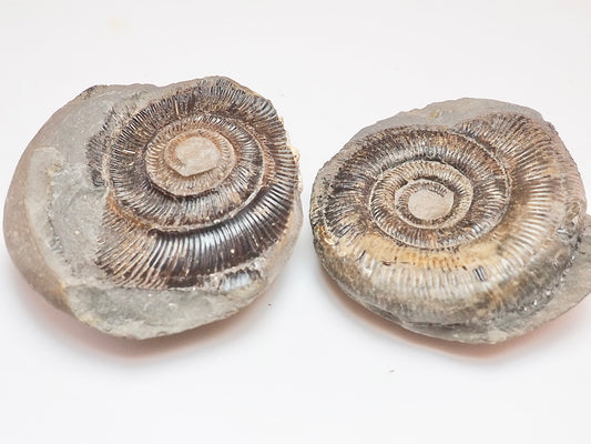 Dactylioceras tenuicostatum Ammonite Fossil Split Pair – Whitby Yorkshire Coast – Jurassic