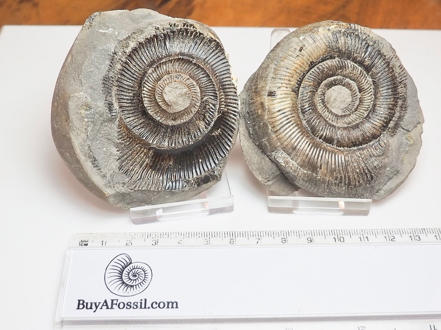 Dactylioceras tenuicostatum Ammonite Fossil Split Pair – Whitby Yorkshire Coast – Jurassic