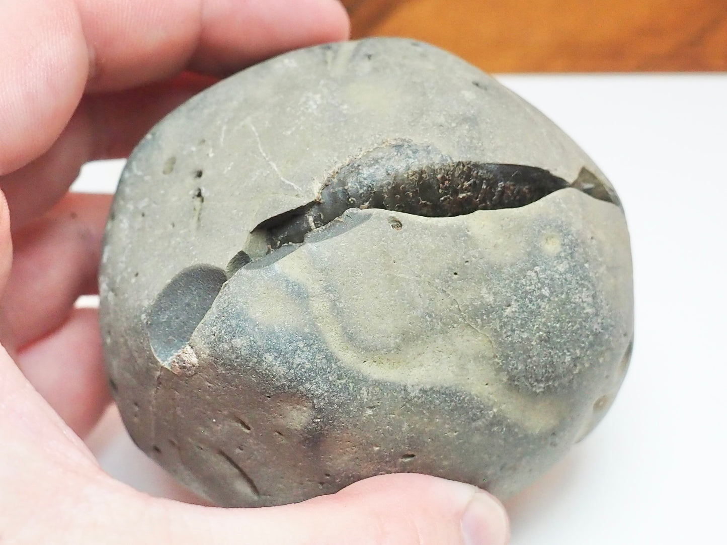 Dactylioceras Ammonite Fossil Split Pair – Yorkshire Coast – Jurassic