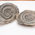Dactylioceras Ammonite Fossil Split Pair – Yorkshire Coast – Jurassic