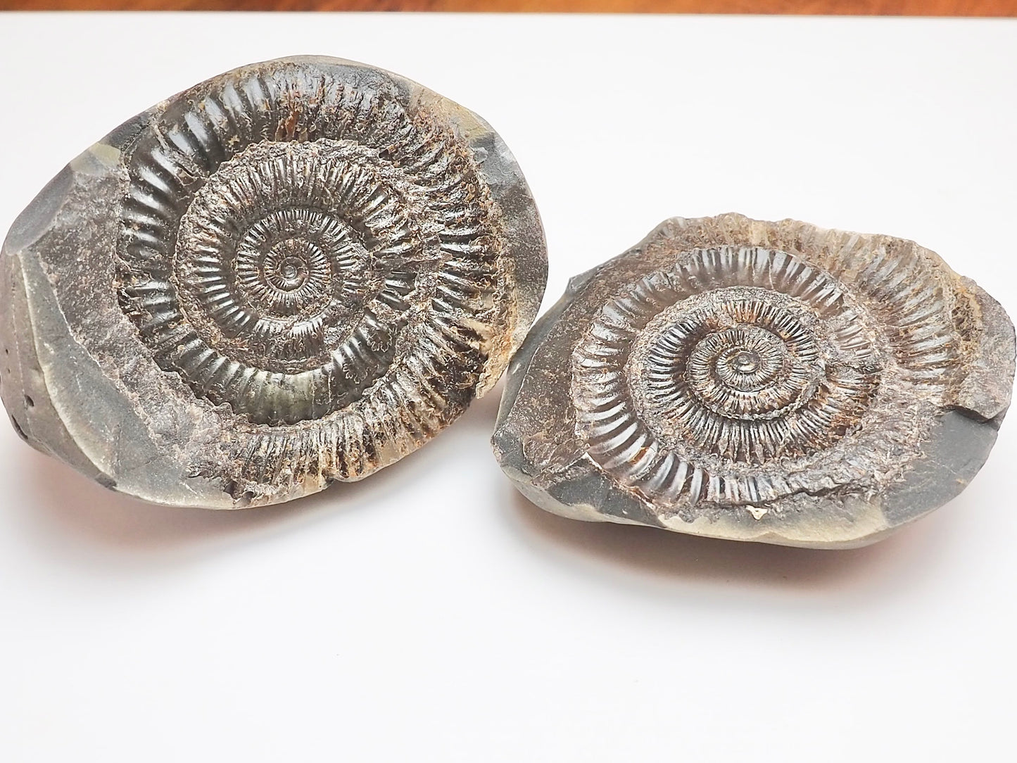 Dactylioceras Ammonite Fossil Split Pair – Yorkshire Coast – Jurassic