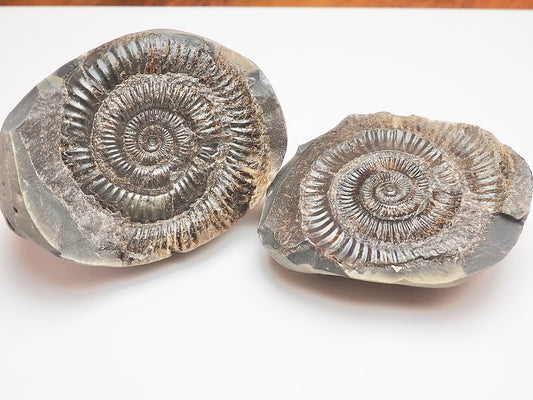 Dactylioceras Ammonite Fossil Split Pair – Yorkshire Coast – Jurassic