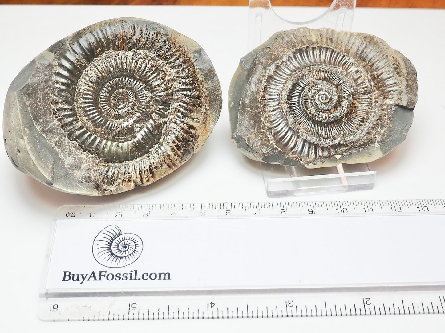 Dactylioceras Ammonite Fossil Split Pair – Yorkshire Coast – Jurassic