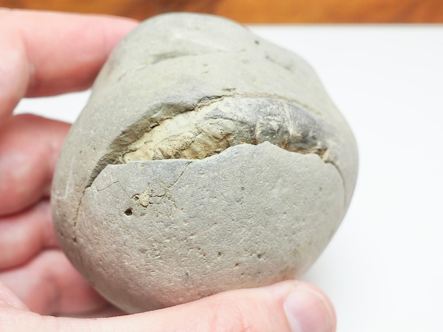 Dactylioceras Ammonite Fossil Split Pair – Yorkshire Coast – Jurassic