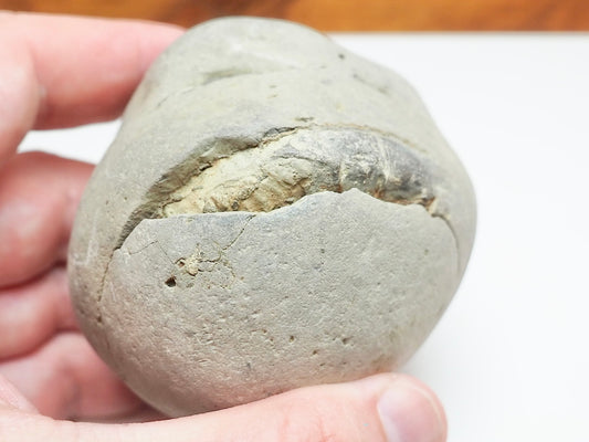 Dactylioceras Ammonite Fossil Split Pair – Yorkshire Coast – Jurassic