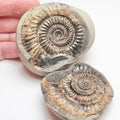 Dactylioceras Ammonite Fossil Split Pair – Yorkshire Coast – Jurassic
