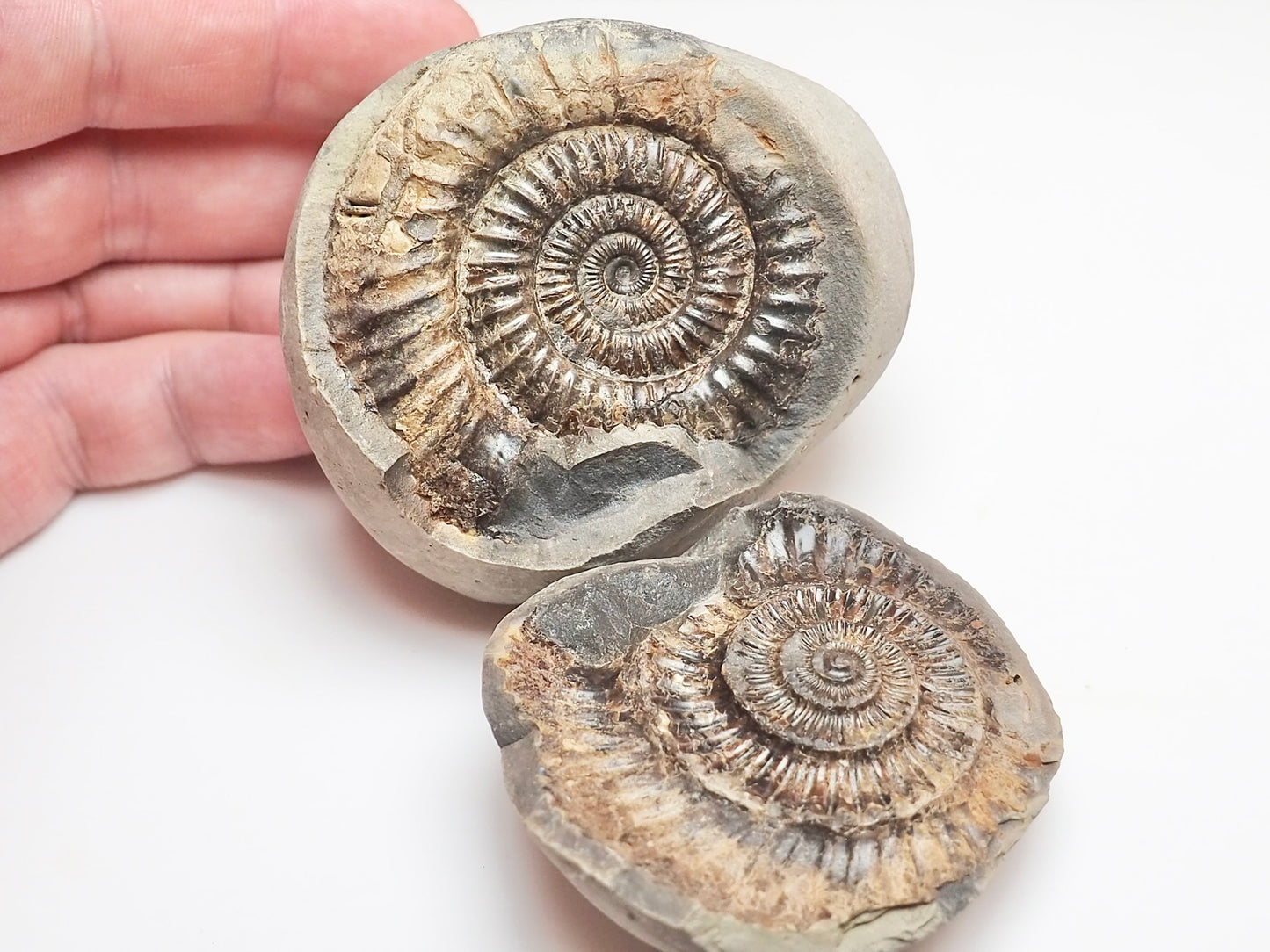 Dactylioceras Ammonite Fossil Split Pair – Yorkshire Coast – Jurassic