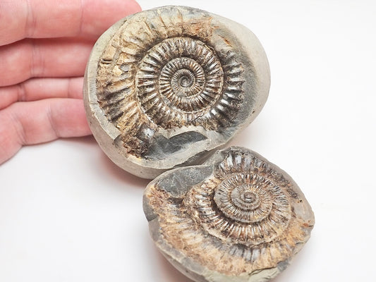 Dactylioceras Ammonite Fossil Split Pair – Yorkshire Coast – Jurassic