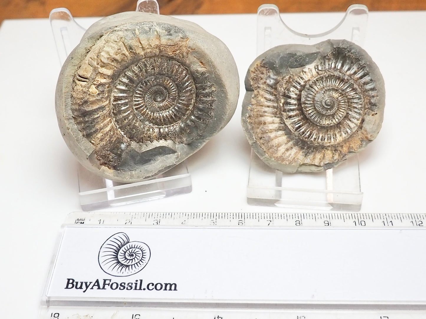 Dactylioceras Ammonite Fossil Split Pair – Yorkshire Coast – Jurassic