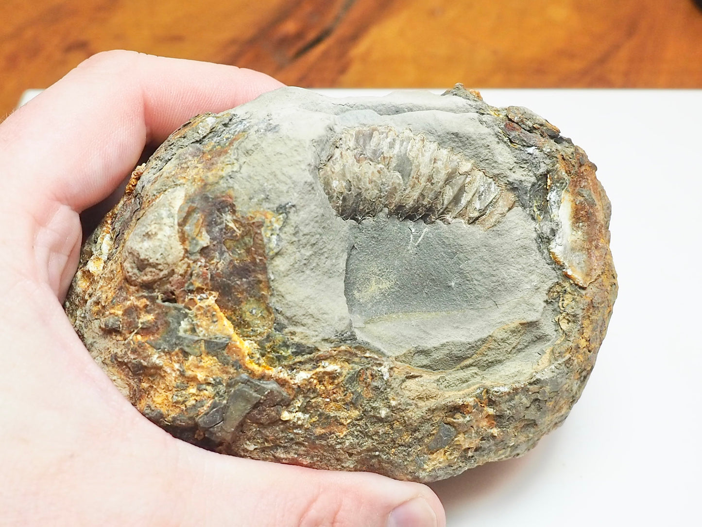 Dactylioceras Ammonite Fossil Split Pair – Yorkshire Coast – Jurassic
