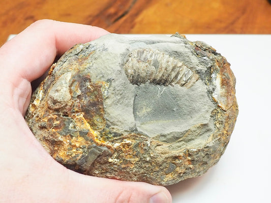 Dactylioceras Ammonite Fossil Split Pair – Yorkshire Coast – Jurassic