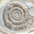 Dactylioceras Ammonite Fossil Split Pair – Yorkshire Coast – Jurassic