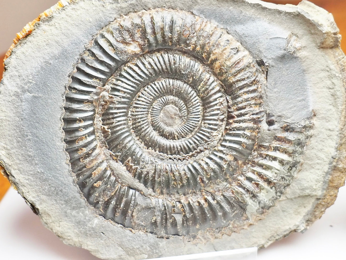 Dactylioceras Ammonite Fossil Split Pair – Yorkshire Coast – Jurassic