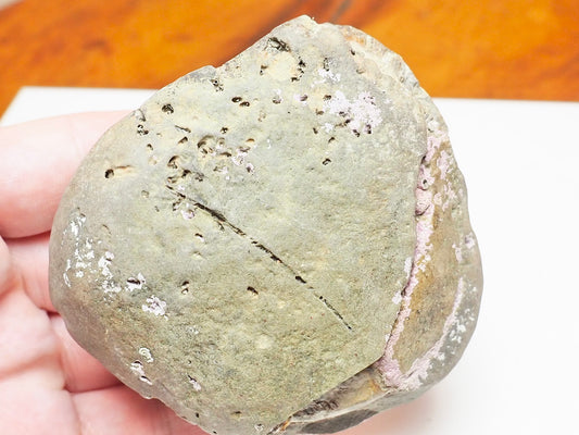 Dactylioceras tenuicostatum Ammonite Fossil Split Pair – Whitby – Lower Jurassic