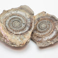 Dactylioceras tenuicostatum Ammonite Fossil Split Pair – Whitby – Lower Jurassic