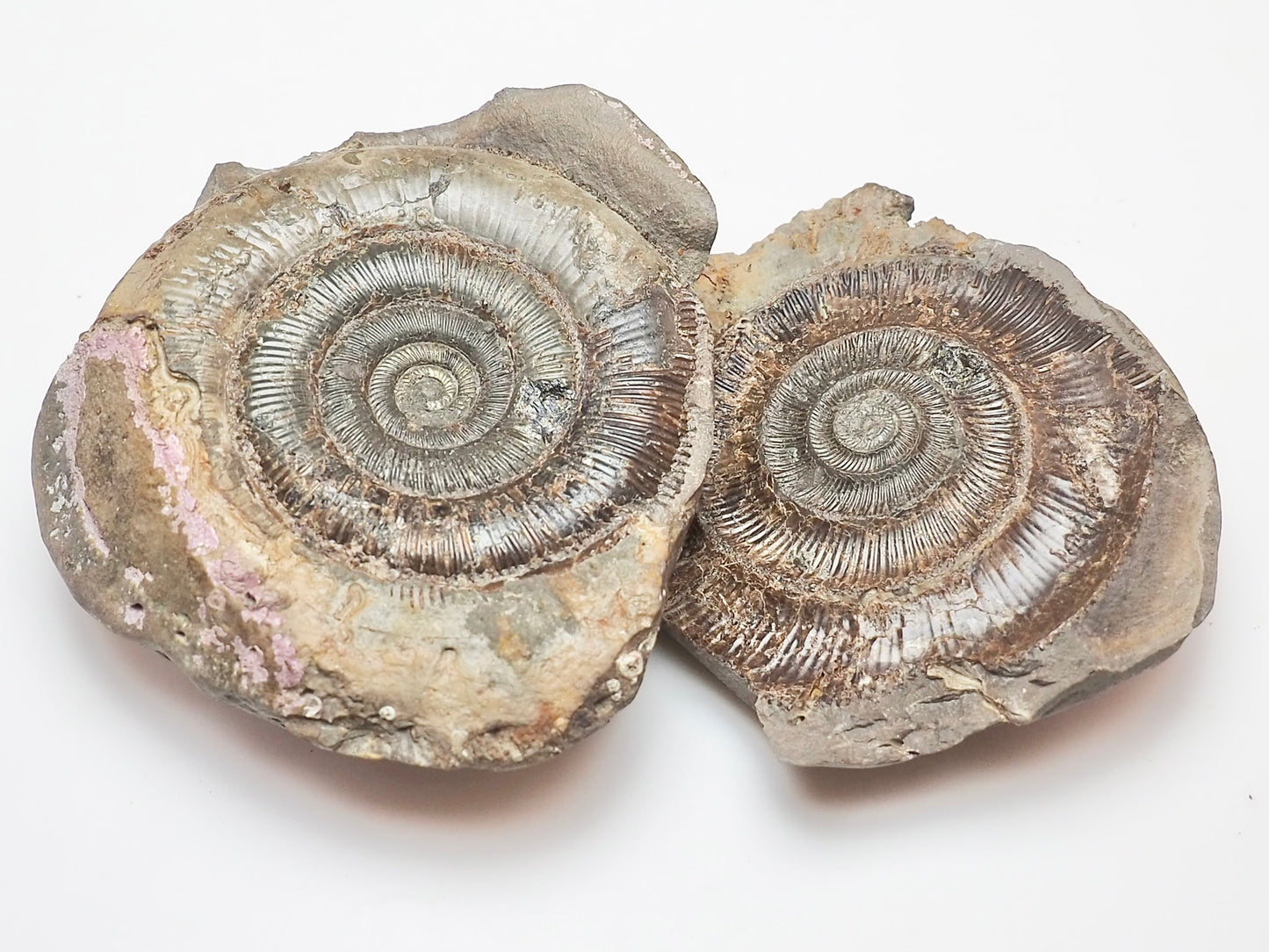 Dactylioceras tenuicostatum Ammonite Fossil Split Pair – Whitby – Lower Jurassic