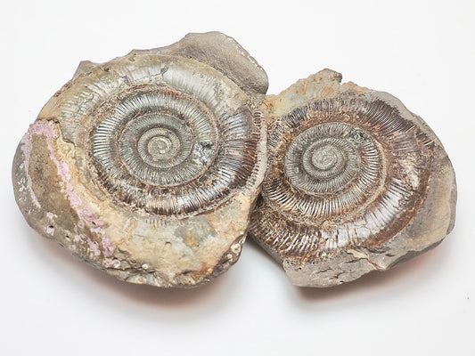 Dactylioceras tenuicostatum Ammonite Fossil Split Pair – Whitby – Lower Jurassic