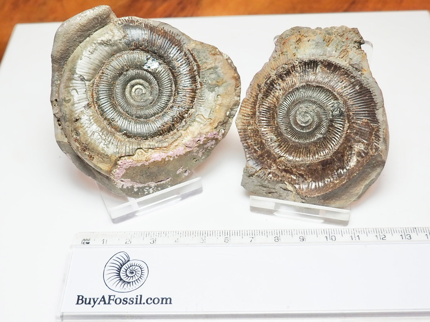 Dactylioceras tenuicostatum Ammonite Fossil Split Pair – Whitby – Lower Jurassic