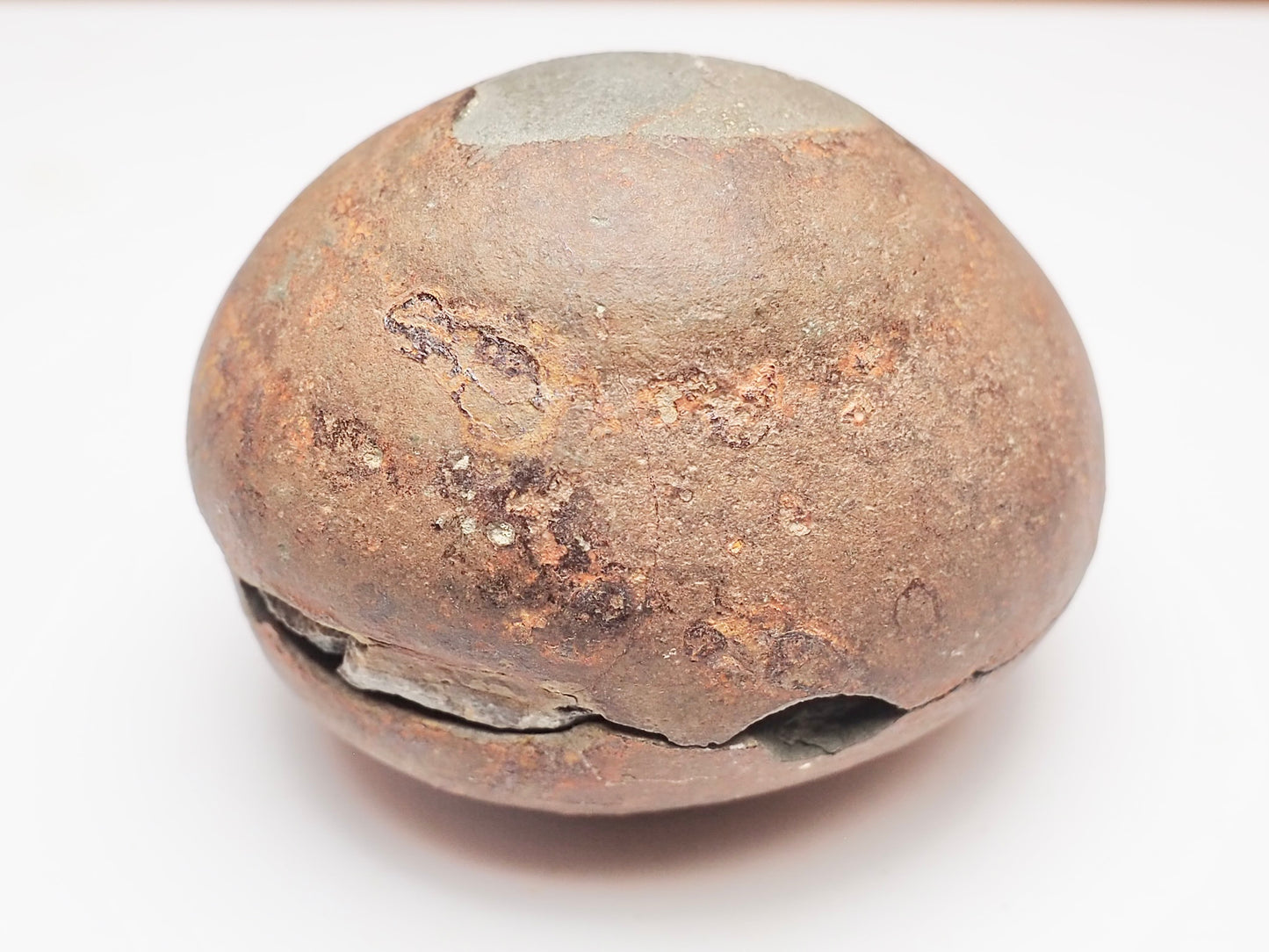 Eleganticeras Ammonite Fossil Split Pair – Yorkshire Coast – Jurassic