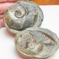 Eleganticeras Ammonite Fossil Split Pair – Yorkshire Coast – Jurassic