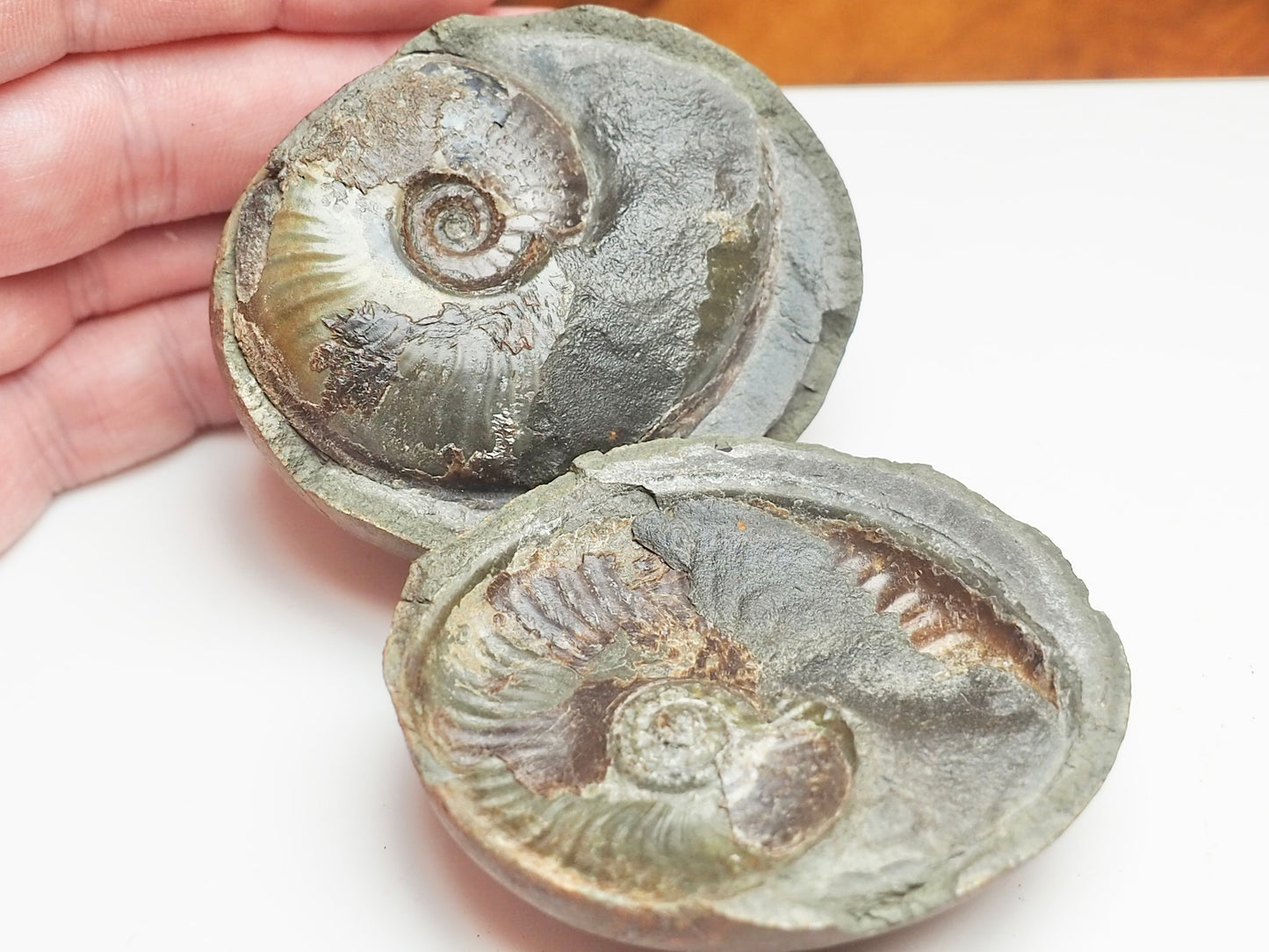 Eleganticeras Ammonite Fossil Split Pair – Yorkshire Coast – Jurassic