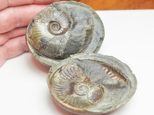 Eleganticeras Ammonite Fossil Split Pair – Yorkshire Coast – Jurassic