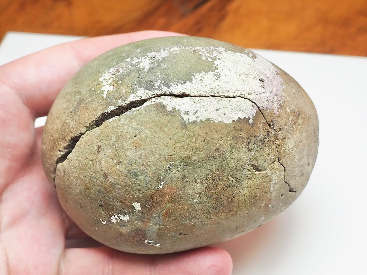 Dactylioceras tenuicostatum Ammonite Fossil Split Pair – Yorkshire Coast – Jurassic