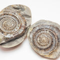 Dactylioceras tenuicostatum Ammonite Fossil Split Pair – Yorkshire Coast – Jurassic