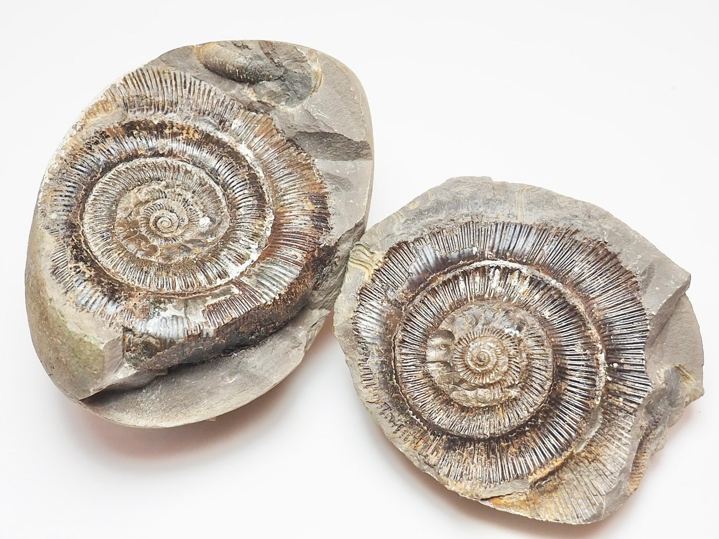 Dactylioceras tenuicostatum Ammonite Fossil Split Pair – Yorkshire Coast – Jurassic