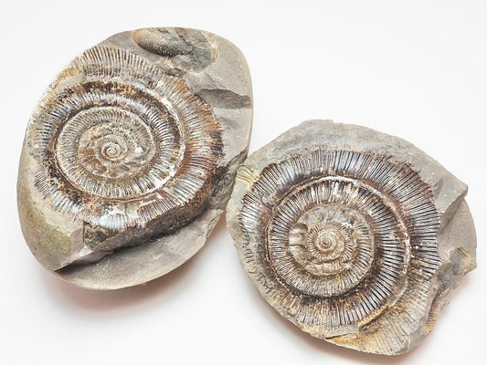 Dactylioceras tenuicostatum Ammonite Fossil Split Pair – Yorkshire Coast – Jurassic