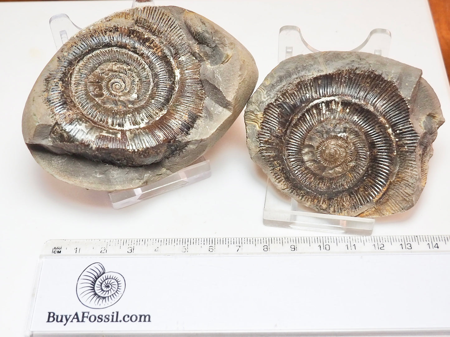 Dactylioceras tenuicostatum Ammonite Fossil Split Pair – Yorkshire Coast – Jurassic