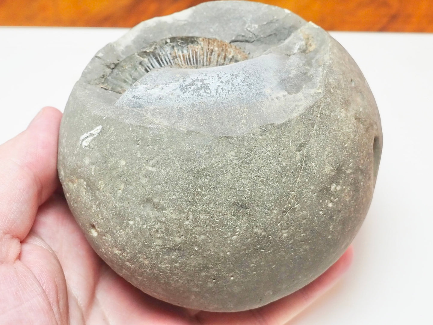 Dactylioceras semicelatum Ammonite Fossil Split Pair – Whitby Yorkshire Coast – Jurassic