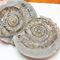 Dactylioceras semicelatum Ammonite Fossil Split Pair – Whitby Yorkshire Coast – Jurassic