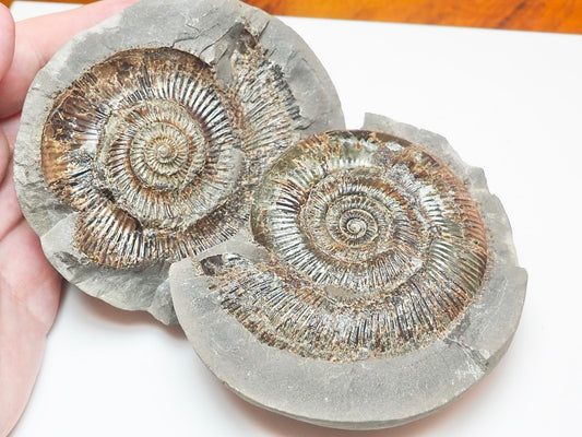 Dactylioceras semicelatum Ammonite Fossil Split Pair – Whitby Yorkshire Coast – Jurassic