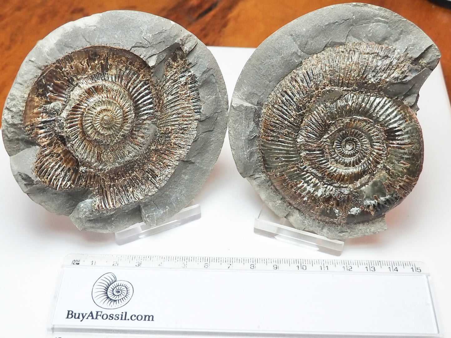 Dactylioceras semicelatum Ammonite Fossil Split Pair – Whitby Yorkshire Coast – Jurassic