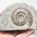 Semicelatum
Whitby Dactylioceras Ammonite Fossil – Yorkshire Coast Jurassic