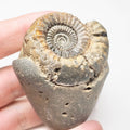 Catacoeloceras Ammonite Fossil – Whitby Yorkshire Coast – Jurassic