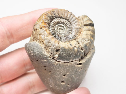 Catacoeloceras Ammonite